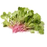 Microgreens-set