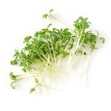 Microgreens-set