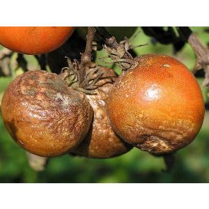 Fytophthora bij tomaten