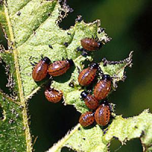 Aardappelbladmot