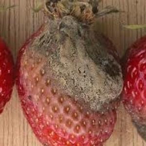 Halsrot bij aardbeien