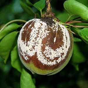 Monilia-verbranding van bloemen en scheuten bij de abrikoos