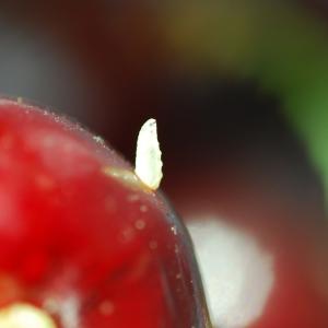Kersen-spinner op een zure kers