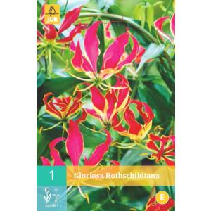 Gloriosa ROTHSCHILDIANA "C"