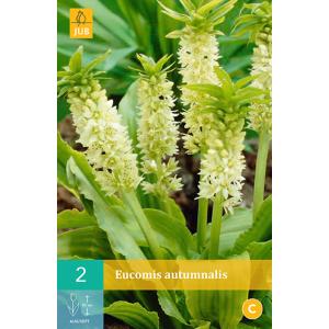 Eucomis AUTUMNALIS "C" met pluim