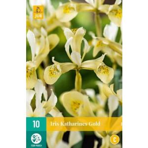 Iris Katharines Gold "C"