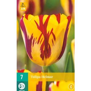 Tulip Helmar "C"