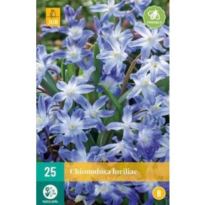 Modravka Chionodoxa Luciliae "B"