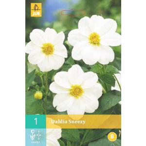 Dahlia SNEEZY "B"