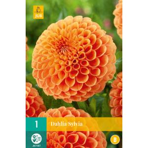 Dahlia SYLVIA "B"