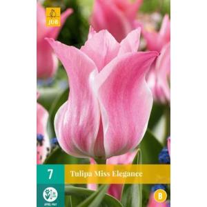 Tulip Miss Elegance "C"
