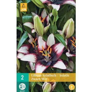 Lelie Asiatic Black White "C"
