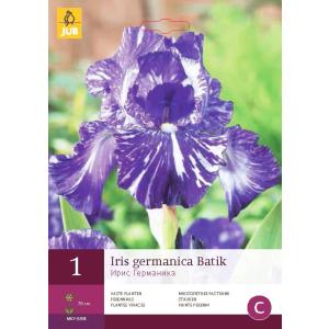 Iris GERMANICA BATIK "C"