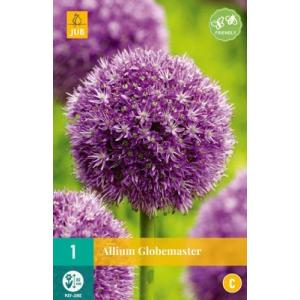 Knoflook Allium Globemaster "C"