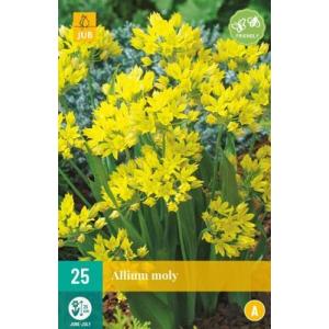 Knoflook Allium Moly "A"
