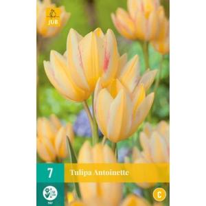 Tulip "Antoinette C"