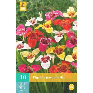 Pauwtijger Tigridia PAVONIA MIX "B"