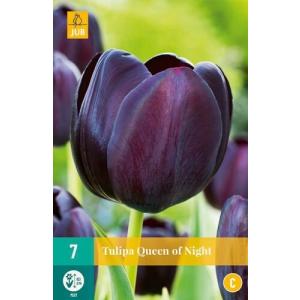 Tulip Queen of Night "C"