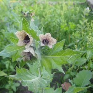 Zwarte Blen