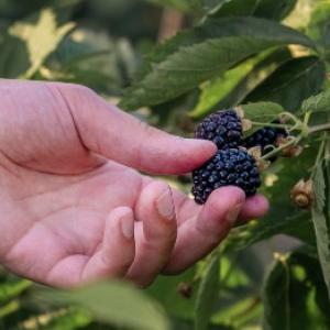 Wanneer moet je zwarte bessen planten en snoeien, en hoe zorg je voor een rijke oogst?
