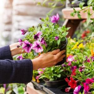 Wilt u prachtige eenjarige bloemen? De voorbereiding van de zaailingen is in volle gang
