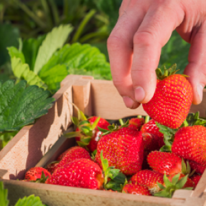 Aardbeien kweken: een complete handleiding, van het planten tot de oogst