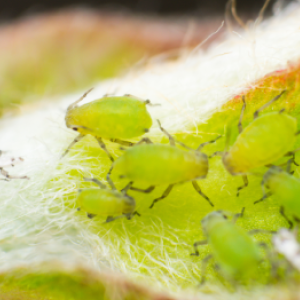 Hoe kom je van luizen af, zowel in de tuin als in huis?