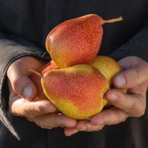 Een gedetailleerde handleiding waarmee het snoeien van de perenboom een fluitje van een cent wordt