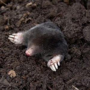 De mol – de schrik van het gazon, maar ook een beschermer tegen kevers. Wat moeten we ermee doen?