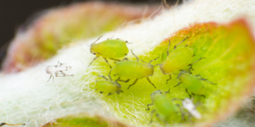 Hoe kom je van luizen af, zowel in de tuin als in huis?