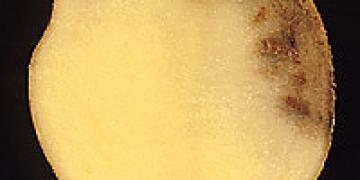 Aardappelschimmel