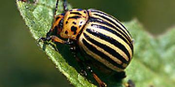 Aardappelbladmot
