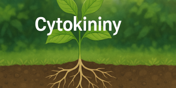 Cytokininen