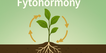 Fytohormonen