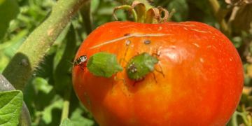 Muggen op tomaten, op balkons en in de woning: hoe kun je ze effectief bestrijden?
