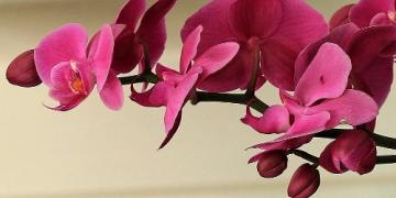 Weet u hoe u een orchidee zo kunt kweken dat hij vol bloemen staat?