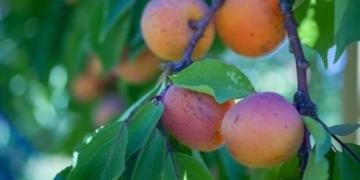 Tips van tuinliefhebbers: De beste abrikozenrassen