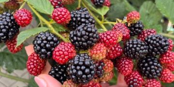 Hoe kweek je bosbessen zodat ze groot en zoet worden? Advies van een ervaren tuinier