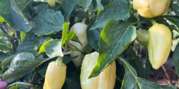 Paprika’s vol met vruchten al aan het begin van de zomer, zonder kas