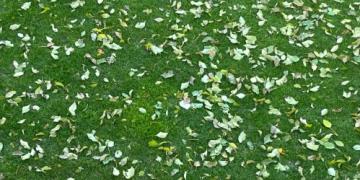 Hoe je bladeren van bomen in de tuin effectief kunt gebruiken