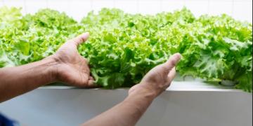 Hydrocultuur: een praktische handleiding en praktijkvoorbeelden