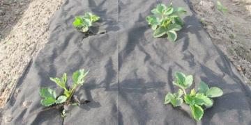 Hoe kunt u geweven en niet-geweven textiel in uw tuin gebruiken?