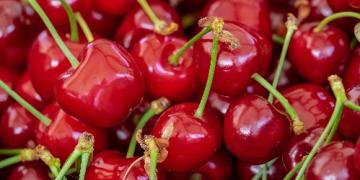 Hoe kun je fruitbomen beschermen tegen de kersenboorder bij kersen- en zuurkersenbomen?