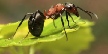 Maak voor eens en voor altijd een einde aan de mierenplaag in de tuin!