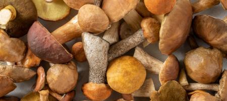 Hoe kun je thuis paddenstoelen kweken zonder langdurig in het bos te hoeven zoeken?