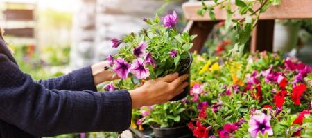 Wilt u prachtige eenjarige bloemen? De voorbereiding van de zaailingen is in volle gang