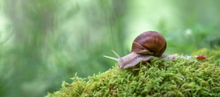 Hoe kom je van de slakken in de tuin af?