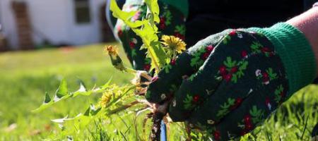 Tips om onkruid in de tuin te verwijderen