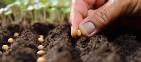 De 16 meest gestelde vragen over het planten