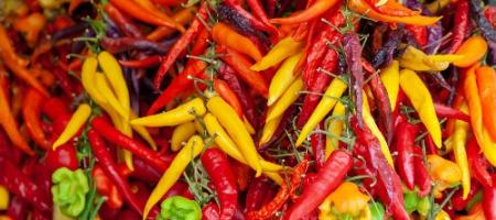 Kweek zelf hete chilipepers: hoe doe je dat?